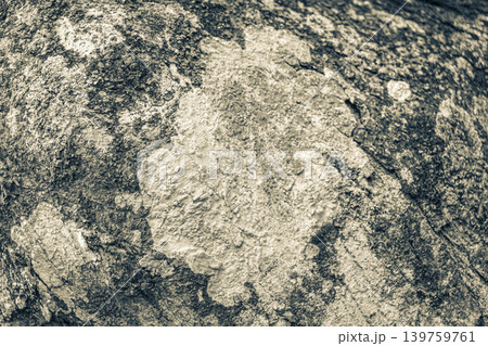 Tropical tree bark texture with turquoise moss and lichen Brazil. Tropical tree bark texture with turquoise moss and lichen Brazil. 139759761