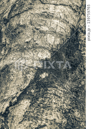 Tropical tree bark texture with green moss and lichen Brazil. 139759765
