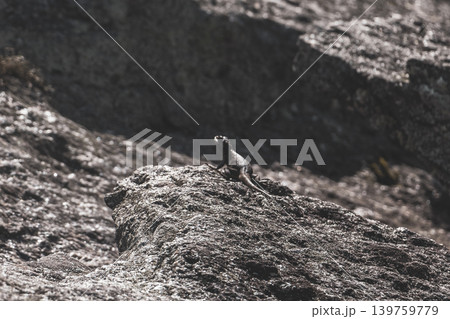 Lizard on rock in tropical rainforest Rio de Janeiro Brazil. Lizard on rock in tropical rainforest Rio de Janeiro Brazil. 139759779