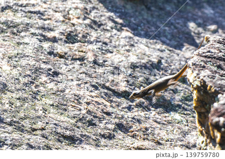 Lizard on rock in tropical rainforest Rio de Janeiro Brazil. Lizard on rock in tropical rainforest Rio de Janeiro Brazil. 139759780