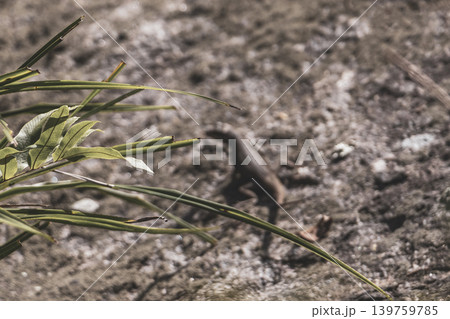 Lizard on rock in tropical rainforest Rio de Janeiro Brazil. Lizard on rock in tropical rainforest Rio de Janeiro Brazil. 139759785