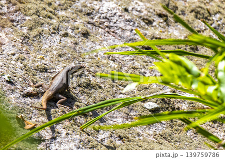 Lizard on rock in tropical rainforest Rio de Janeiro Brazil. Lizard on rock in tropical rainforest Rio de Janeiro Brazil. 139759786