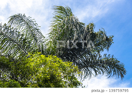Tropical Palms Trees Palm Tree with Blue Cloudy Sky Brazil. Tropical Palms Trees Palm Tree with Blue Cloudy Sky Brazil. 139759795