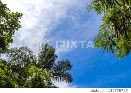 Tropical Palms Trees Palm Tree with Blue Cloudy Sky Brazil. Tropical Palms Trees Palm Tree with Blue Cloudy Sky Brazil. 139759796