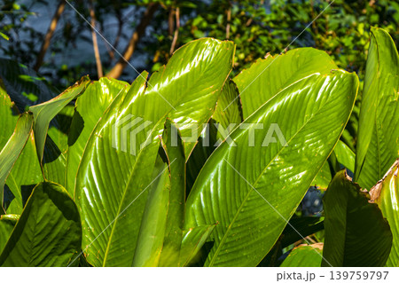 Green tropical plants flowers leaves leaf tree trees nature Brazil. Green tropical plants flowers leaves leaf tree trees nature Brazil. 139759797