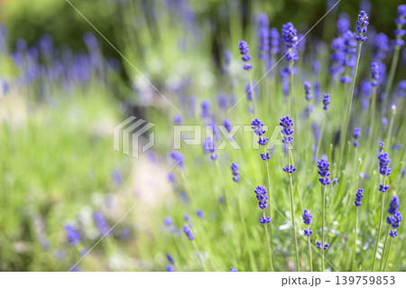イングリッシュラベンダー ラベンダー畑 花畑 イメージ イングリッシュラベンダー ラベンダー畑 花畑 イメージ 139759853