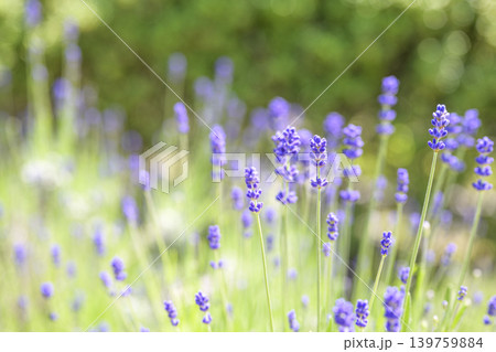 イングリッシュラベンダー ラベンダー畑 花畑 イメージ 139759884