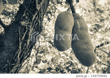 Jackfruit growing on jack tree in Rio de Janeiro Brazil. 139759892