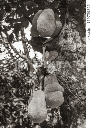 Jackfruit growing on jack tree in Rio de Janeiro Brazil. 139759896