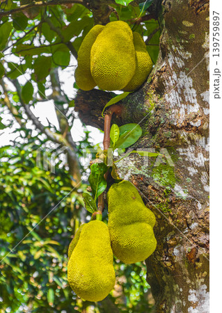 Jackfruit growing on jack tree in Rio de Janeiro Brazil. 139759897