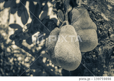 Jackfruit growing on jack tree in Rio de Janeiro Brazil. 139759898