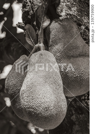 Jackfruit growing on jack tree in Rio de Janeiro Brazil. 139759900