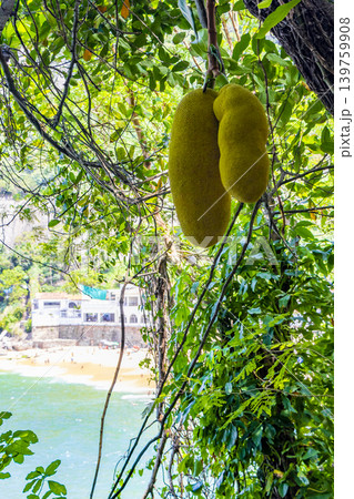 Jackfruit Growing on Jack Tree in Rio de Janeiro Brazil. 139759908