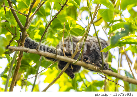 Marmoset Monkey in tropical rainforest tree Rio de Janeiro Brazil. Marmoset Monkey in tropical rainforest tree Rio de Janeiro Brazil. 139759935