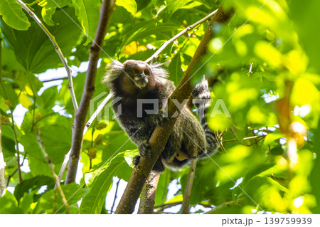 Marmoset Monkey in tropical rainforest tree Rio de Janeiro Brazil. 139759939