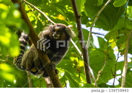 Marmoset Monkey in tropical rainforest tree Rio de Janeiro Brazil. Marmoset Monkey in tropical rainforest tree Rio de Janeiro Brazil. 139759943
