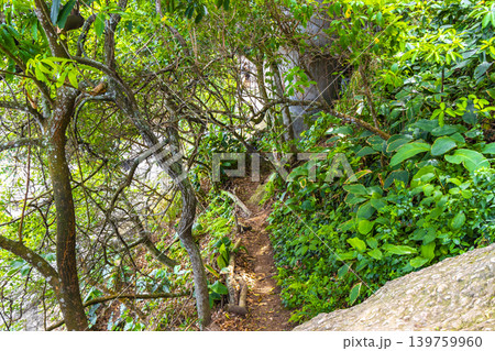 Walking path trail rainforest mountains in Rio de Janeiro Brazil. Walking path trail rainforest mountains in Rio de Janeiro Brazil. 139759960