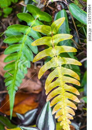Green tropical plants flowers leaves leaf tree trees nature Brazil. Green tropical plants flowers leaves leaf tree trees nature Brazil. 139759964