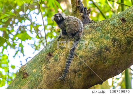 Marmoset Monkey in tropical rainforest tree Rio de Janeiro Brazil. 139759970
