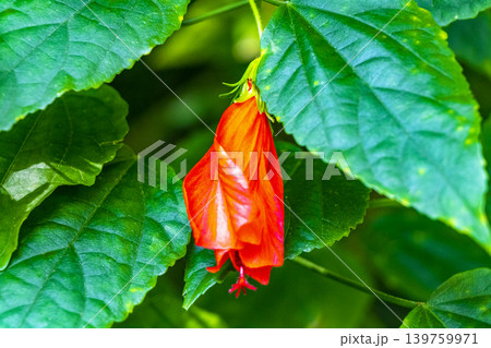 Red beautiful hibiscus flower flowers shrub tree plant in Brazil. 139759971