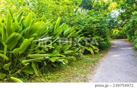 Walking path trail rainforest mountains in Rio de Janeiro Brazil. Walking path trail rainforest mountains in Rio de Janeiro Brazil. 139759972