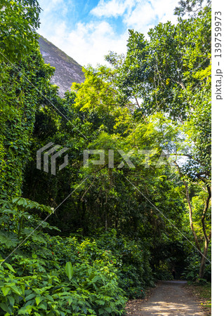 Walking path trail rainforest mountains in Rio de Janeiro Brazil. 139759973