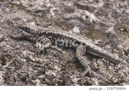 Lizard on rock in tropical rainforest Rio de Janeiro Brazil. 139759984