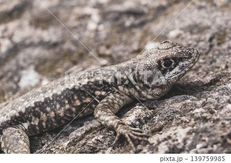 Lizard on rock in tropical rainforest Rio de Janeiro Brazil. 139759985