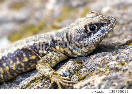 Lizard on rock in tropical rainforest Rio de Janeiro Brazil. Lizard on rock in tropical rainforest Rio de Janeiro Brazil. 139760051