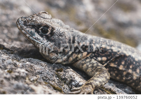 Lizard on rock in tropical rainforest Rio de Janeiro Brazil. Lizard on rock in tropical rainforest Rio de Janeiro Brazil. 139760052