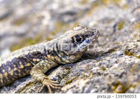 Lizard on rock in tropical rainforest Rio de Janeiro Brazil. Lizard on rock in tropical rainforest Rio de Janeiro Brazil. 139760053