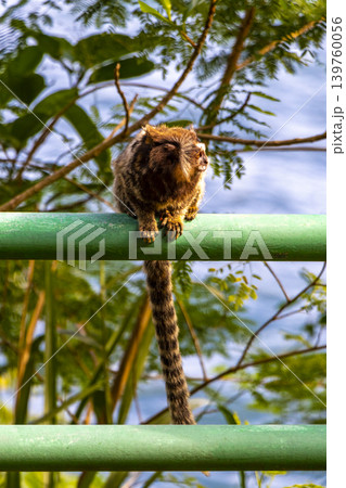 Marmoset Monkey in tropical jungle rainforest Rio de Janeiro Brazil. Marmoset Monkey in tropical jungle rainforest Rio de Janeiro Brazil. 139760056