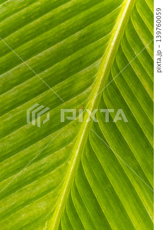 Tropical plants flowers leaves leaf texture pattern in Brazil. 139760059