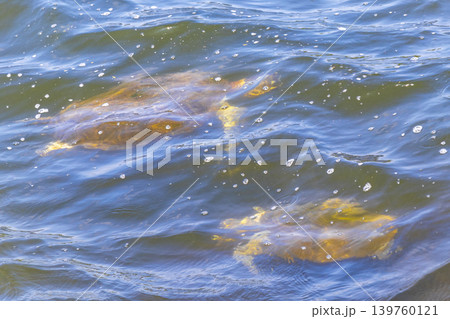 Sea turtle Turtles swim water surface Rio de Janeiro Brazil. Sea turtle Turtles swim water surface Rio de Janeiro Brazil. 139760121