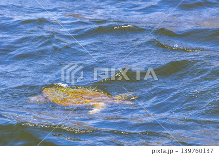 Sea turtle Turtles swim water surface Rio de Janeiro Brazil. Sea turtle Turtles swim water surface Rio de Janeiro Brazil. 139760137