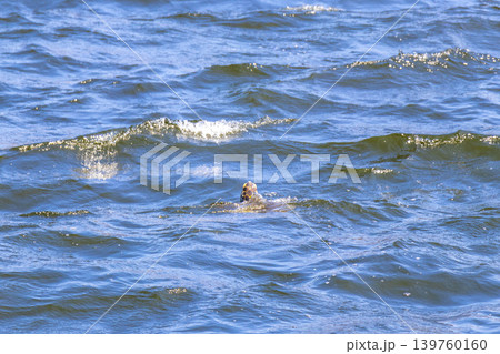 Sea turtle Turtles swim water surface Rio de Janeiro Brazil. 139760160