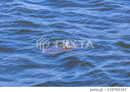 Sea turtle Turtles swim water surface Rio de Janeiro Brazil. 139760167