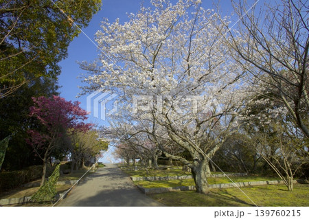 兵庫県立淡路島公園「森のゾーン」展望広場の桜 139760215