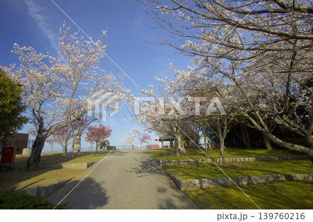 兵庫県立淡路島公園「森のゾーン」展望広場の桜 兵庫県立淡路島公園「森のゾーン」展望広場の桜 139760216
