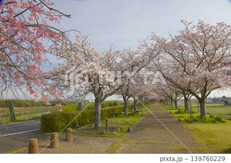 おの桜づつみ回廊の桜並木 139760229