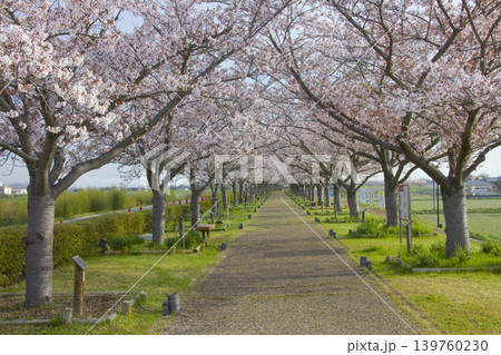 おの桜づつみ回廊の桜並木 139760230
