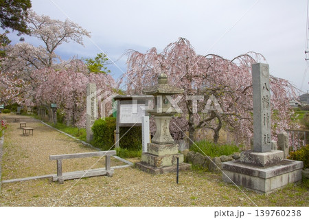 淡河八幡神社のしだれ桜 淡河八幡神社のしだれ桜 139760238