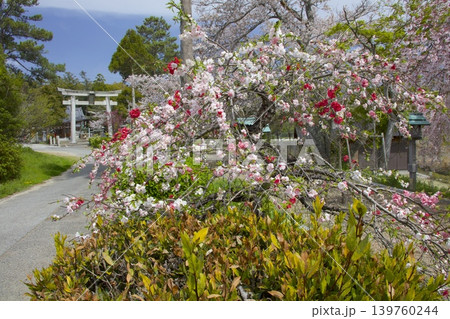 淡河八幡神社のしだれ桜と三色八重桜 淡河八幡神社のしだれ桜と三色八重桜 139760244