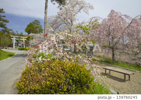 淡河八幡神社のしだれ桜と三色八重桜 淡河八幡神社のしだれ桜と三色八重桜 139760245