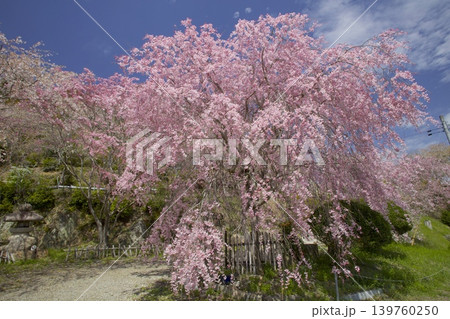 武庫川桜づつみ回廊/「下垣しだれ桜公園」の紅白のしだれ桜 武庫川桜づつみ回廊/「下垣しだれ桜公園」の紅白のしだれ桜 139760250