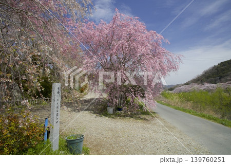 武庫川桜づつみ回廊/「下垣しだれ桜公園」の紅白のしだれ桜 武庫川桜づつみ回廊/「下垣しだれ桜公園」の紅白のしだれ桜 139760251