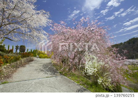 武庫川桜づつみ回廊/「下垣しだれ桜公園」の紅白のしだれ桜 139760255