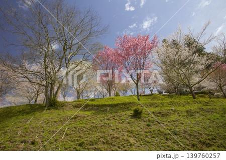 藍丸山城跡の桜 藍丸山城跡の桜 139760257