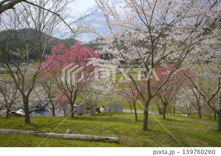 藍丸山城跡の桜 藍丸山城跡の桜 139760260