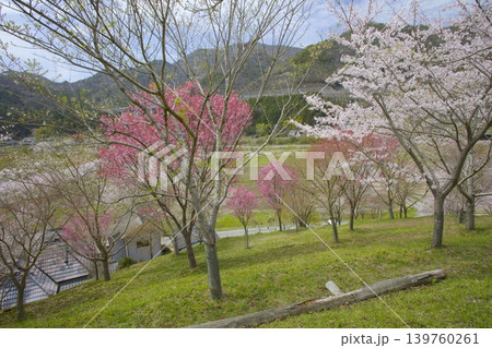 藍丸山城跡の桜 藍丸山城跡の桜 139760261
